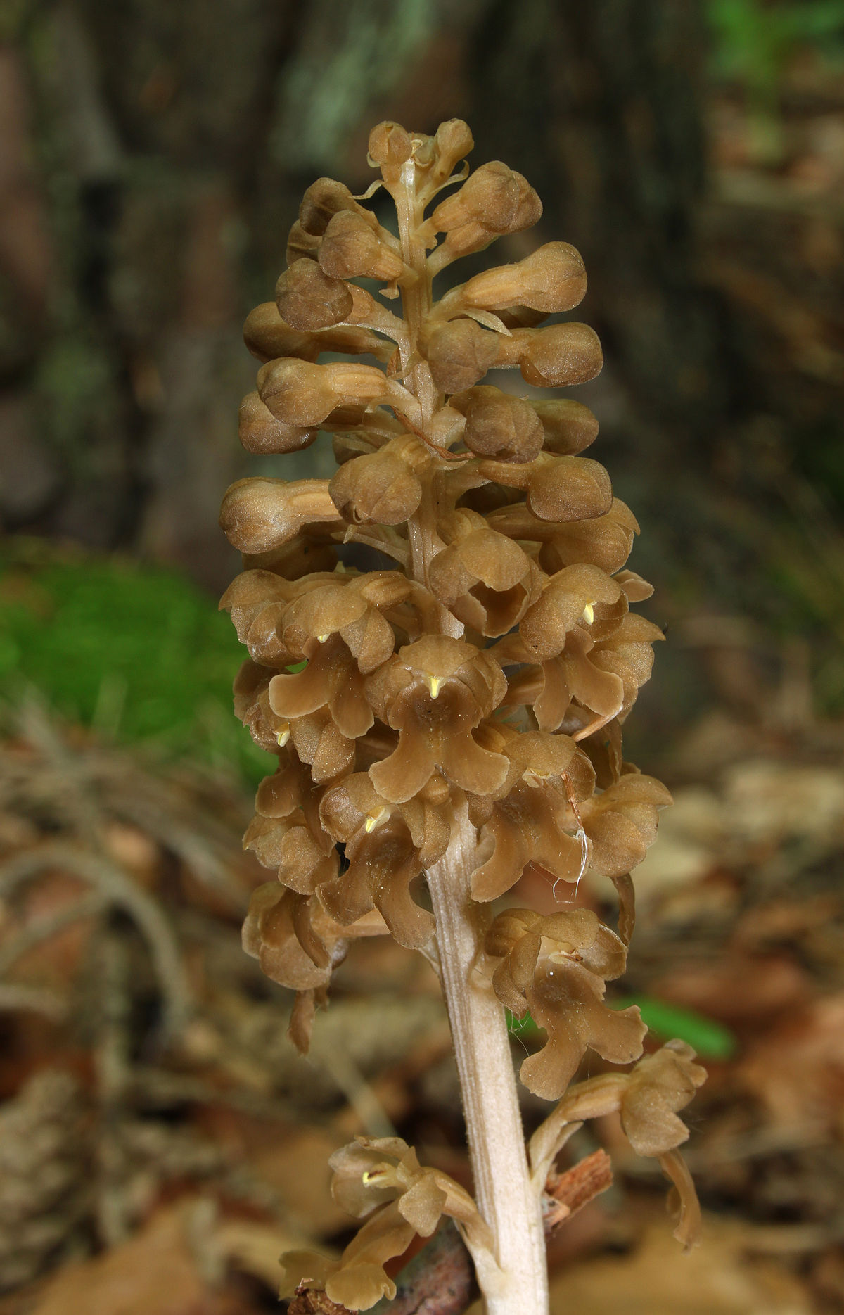 Annexe 1200px-Vogel-Nestwurz_Neottia_nidus-avis.jpg