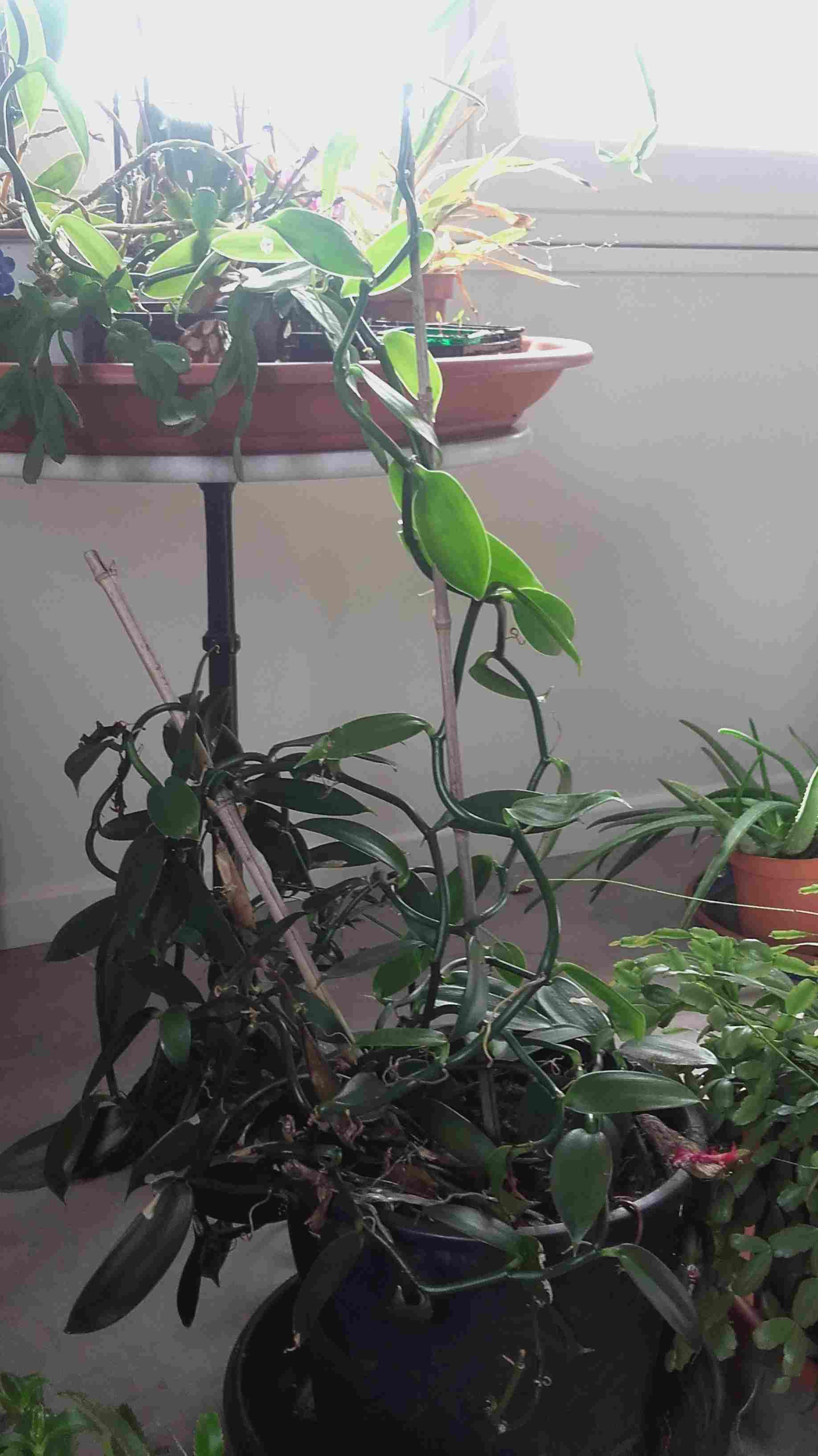 Annexe 20200417_142621.jpg