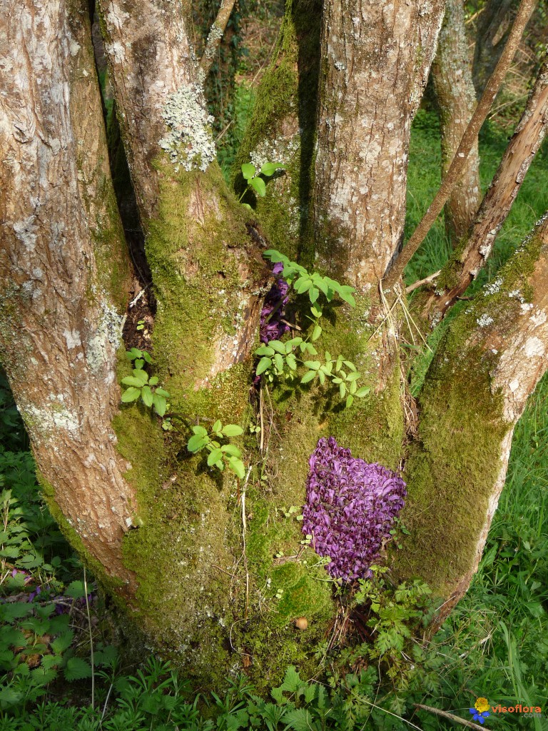 Annexe lathree-clandestine-2-visoflora-91114.jpg