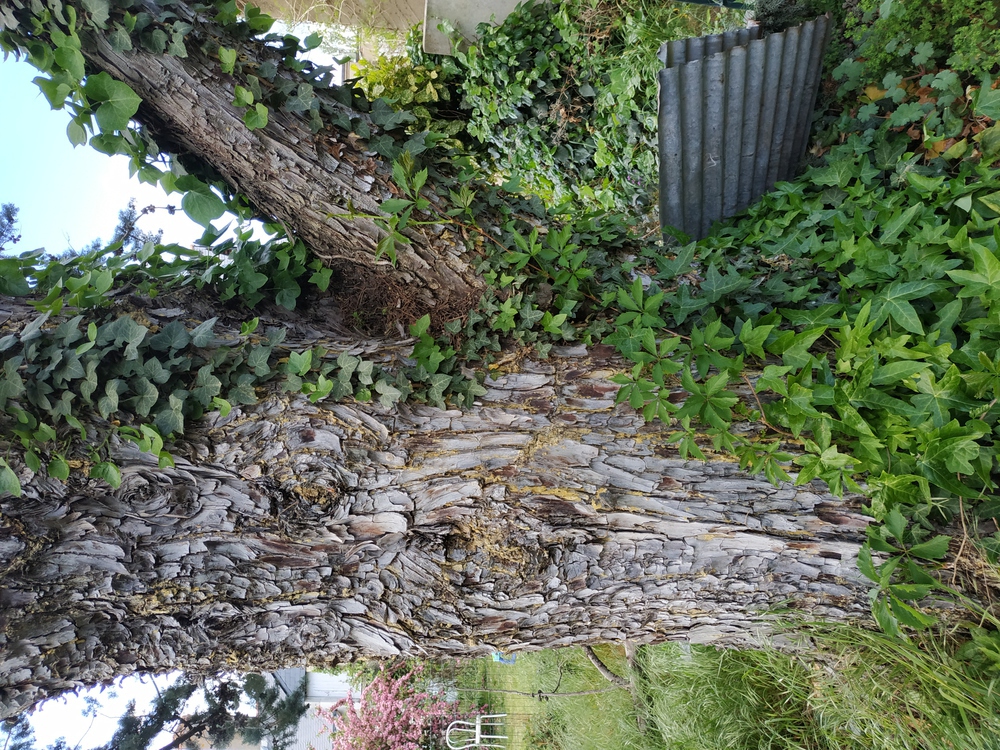 Annexe IMG_20200417_170008-ConvertImage.jpg