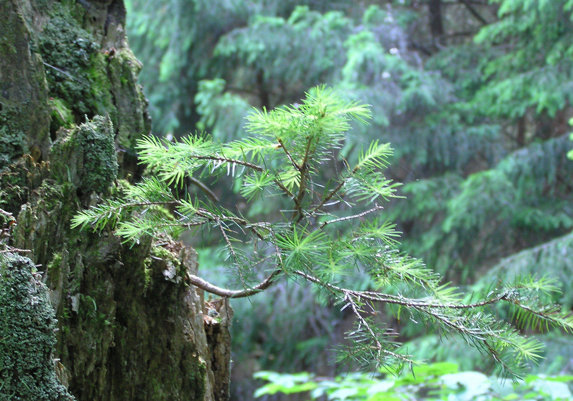 Annexe P6270015 (2).JPG