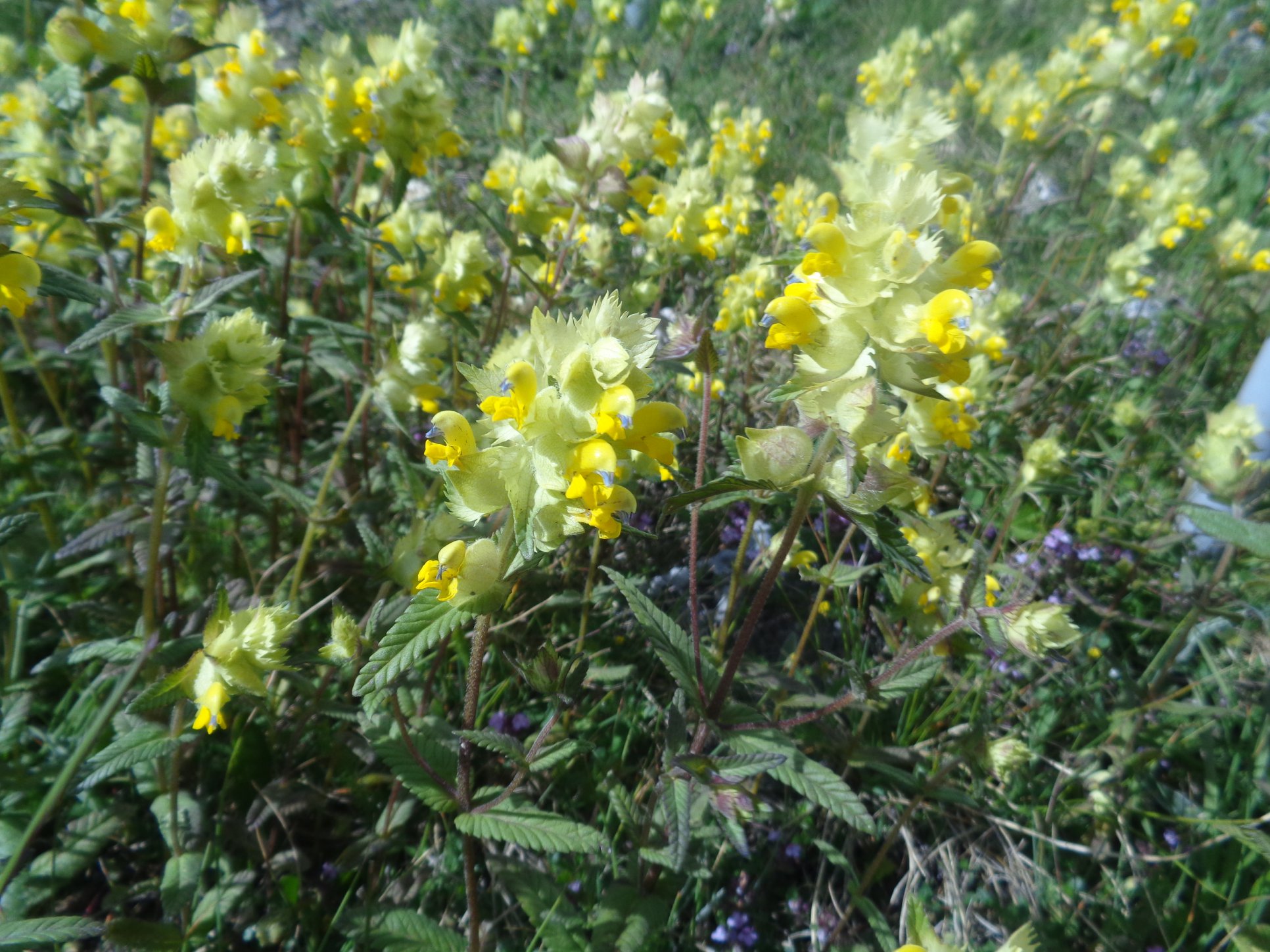 Annexe rhinanthus alectophurus.jpg