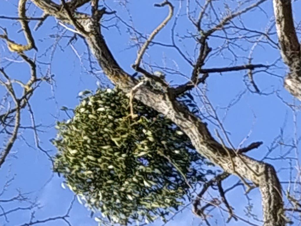 Annexe ALBIS GUI1.jpg