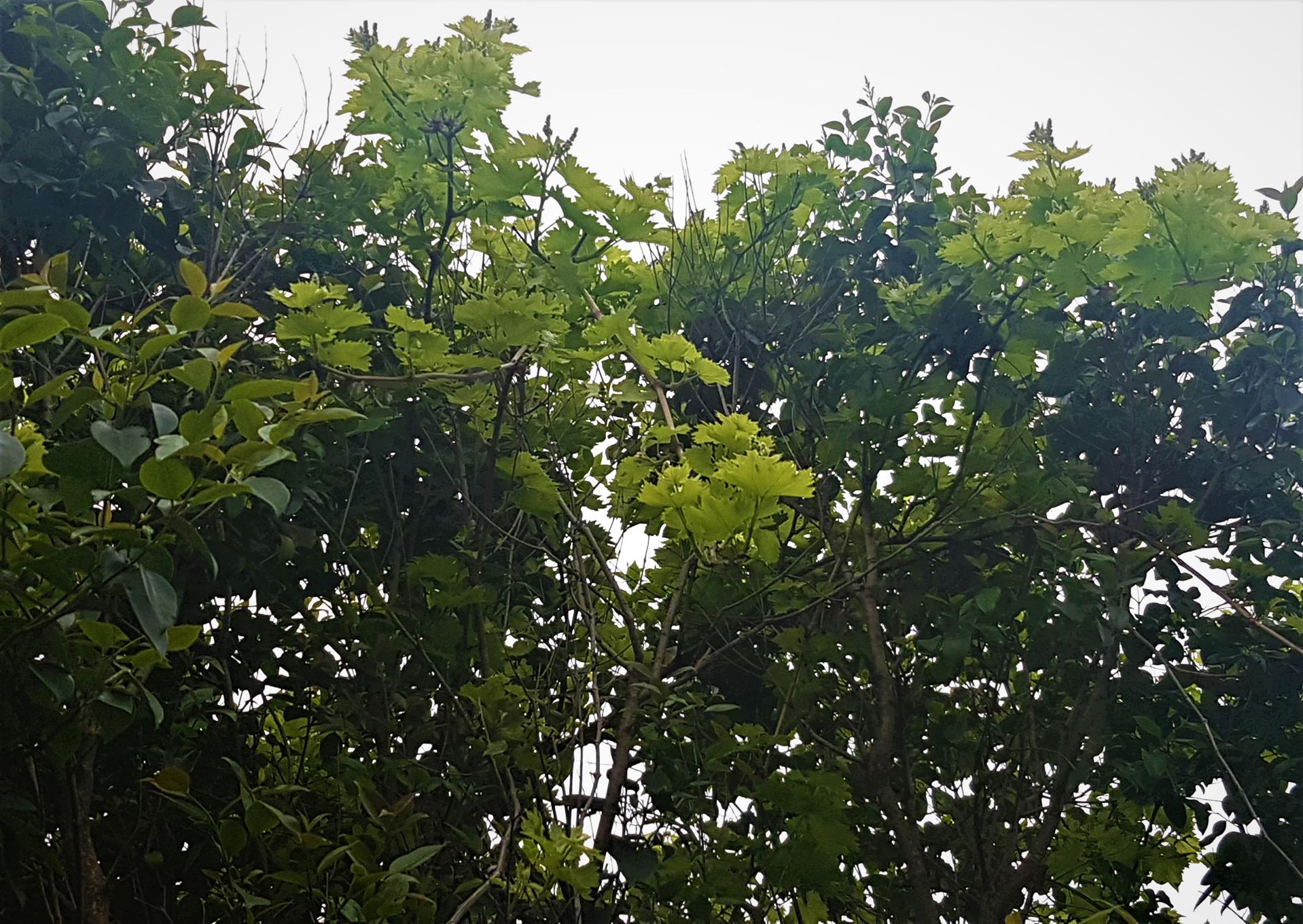 Annexe 20200418_124501 (Copy).jpg