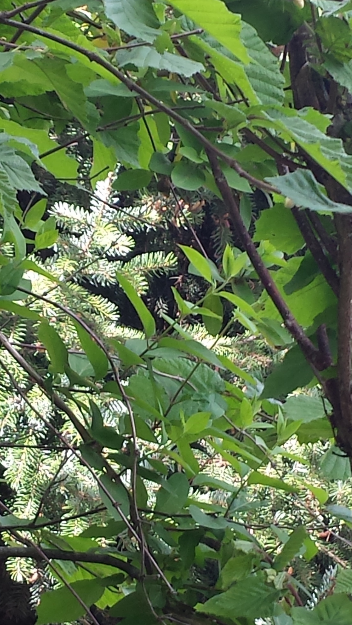 Annexe chevrefeuilleetnoisettier.jpg