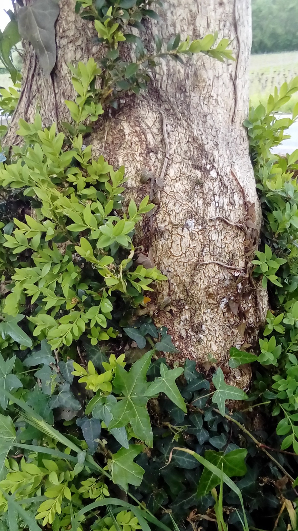 Annexe P_20200418_155000_1.jpg