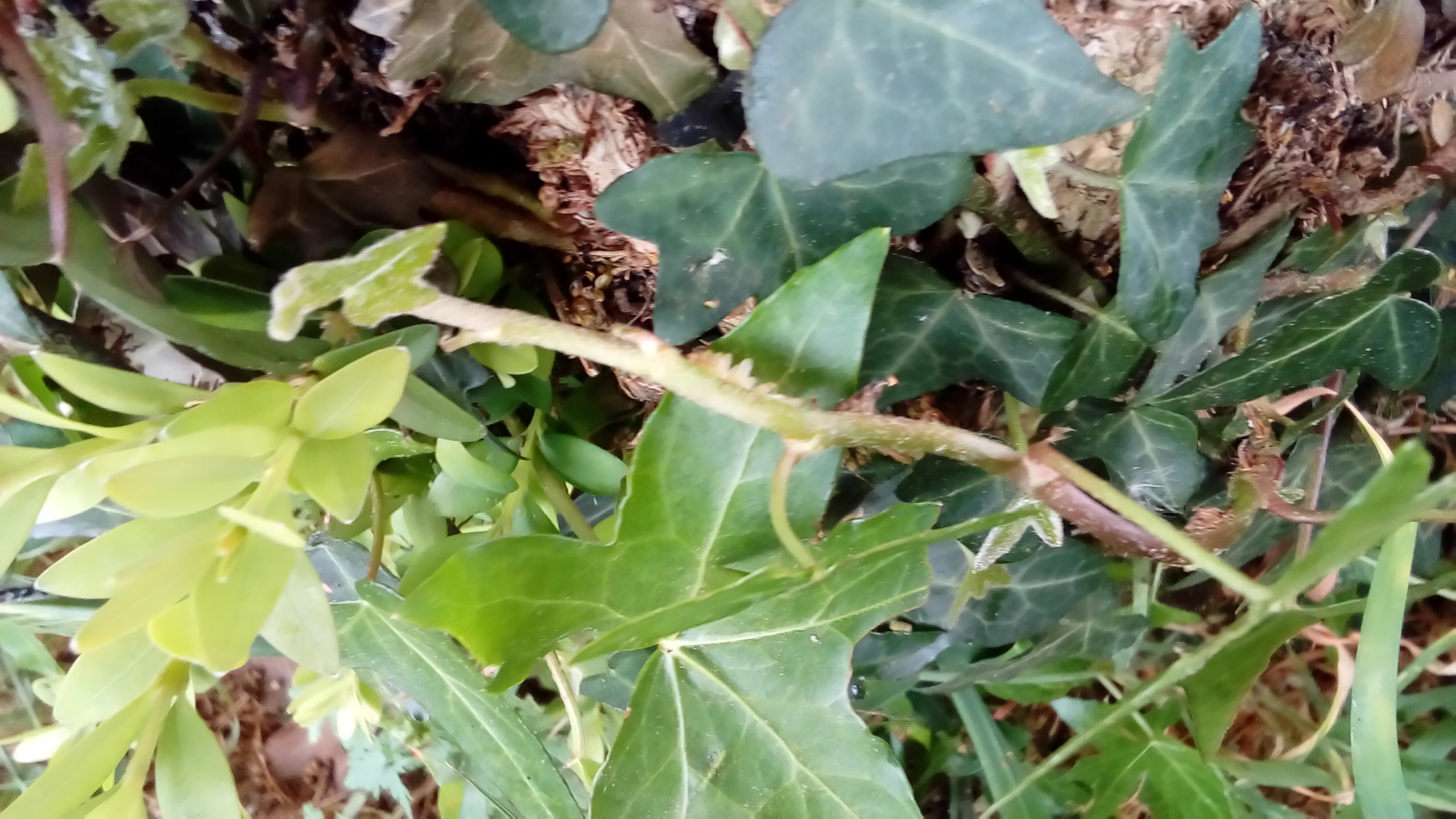 Annexe P_20200418_155042.jpg