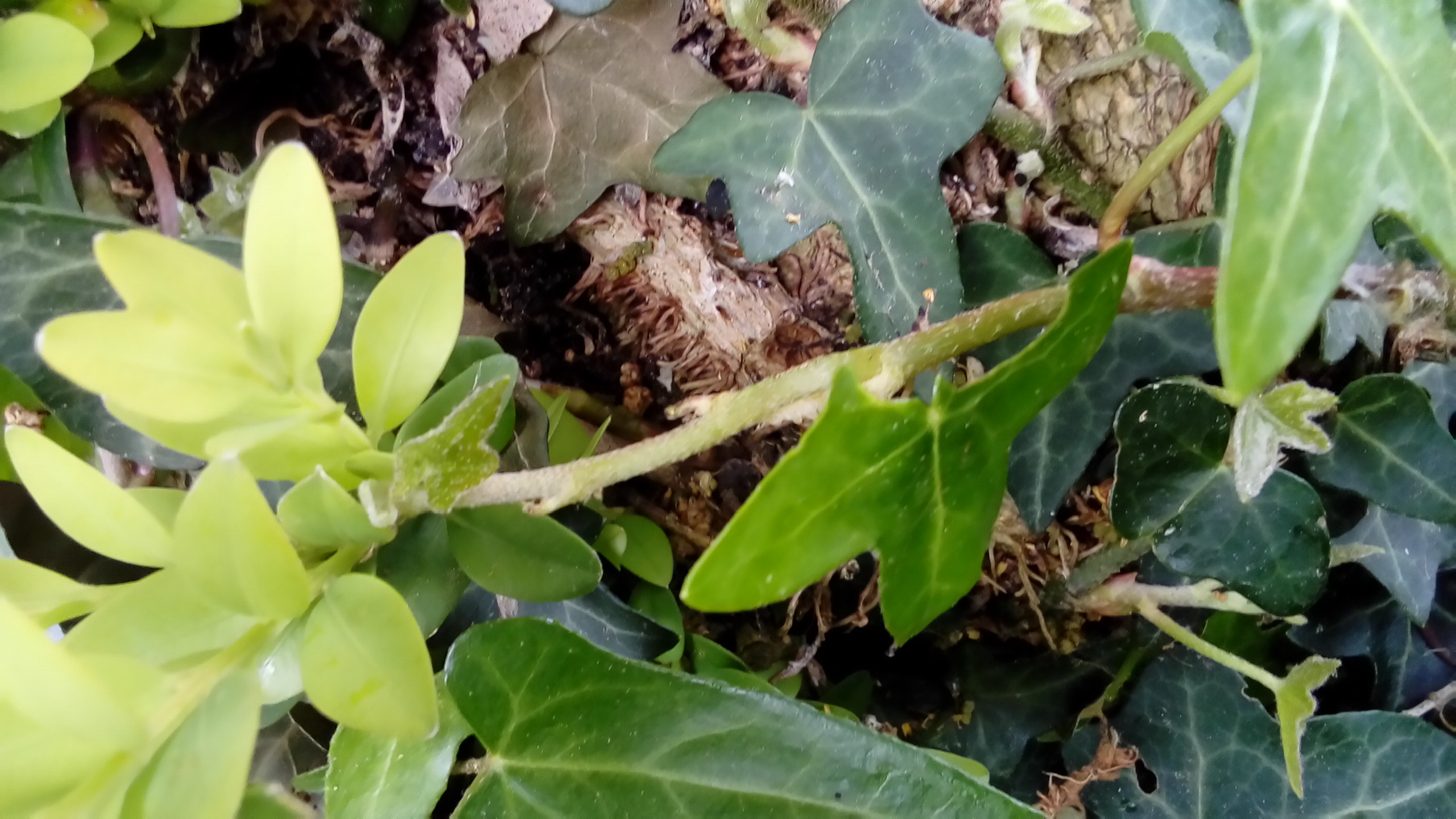 Annexe P_20200418_155101.jpg