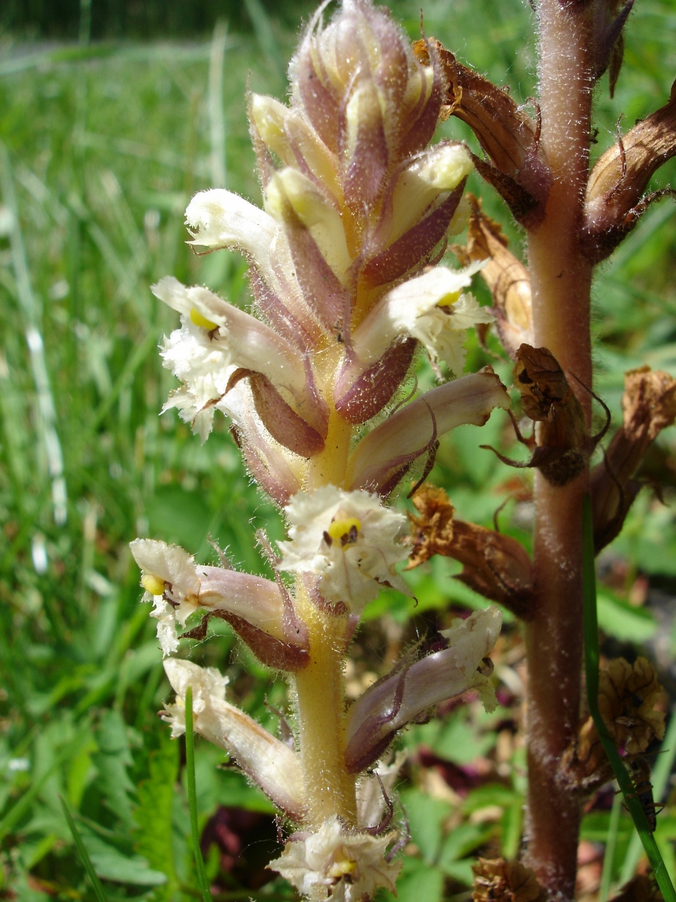 Annexe DSC05170 (960x1280).jpg