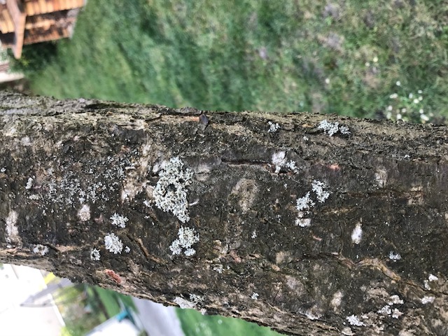 Annexe epiphytisme.jpg