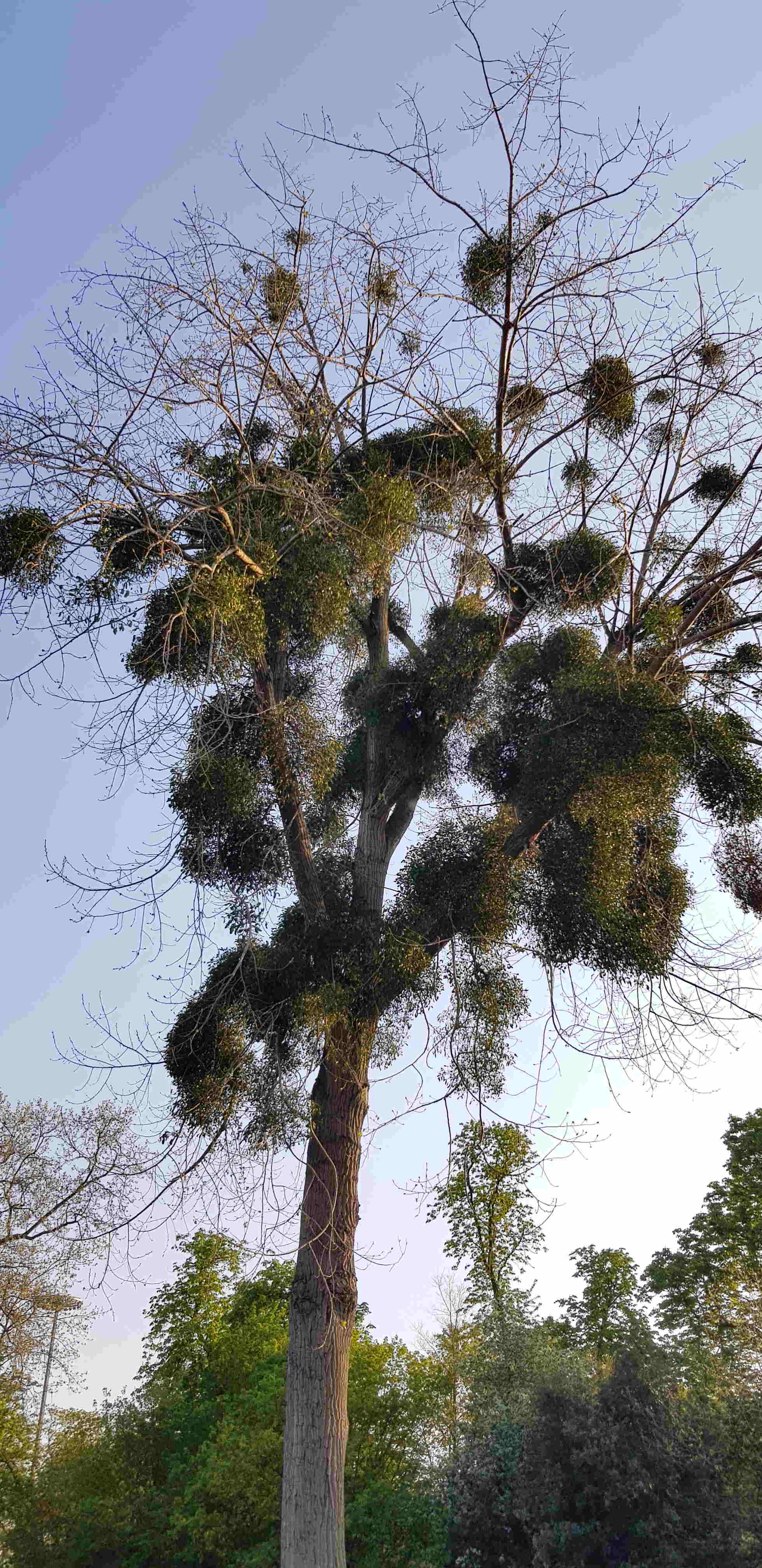 Annexe 20200410_190116_faible_qualite.jpg