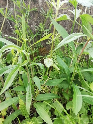 Annexe 93519567_272821823720590_55252778578083840_n.jpg