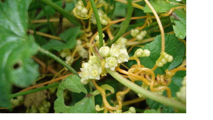 Annexe Sans titre.png