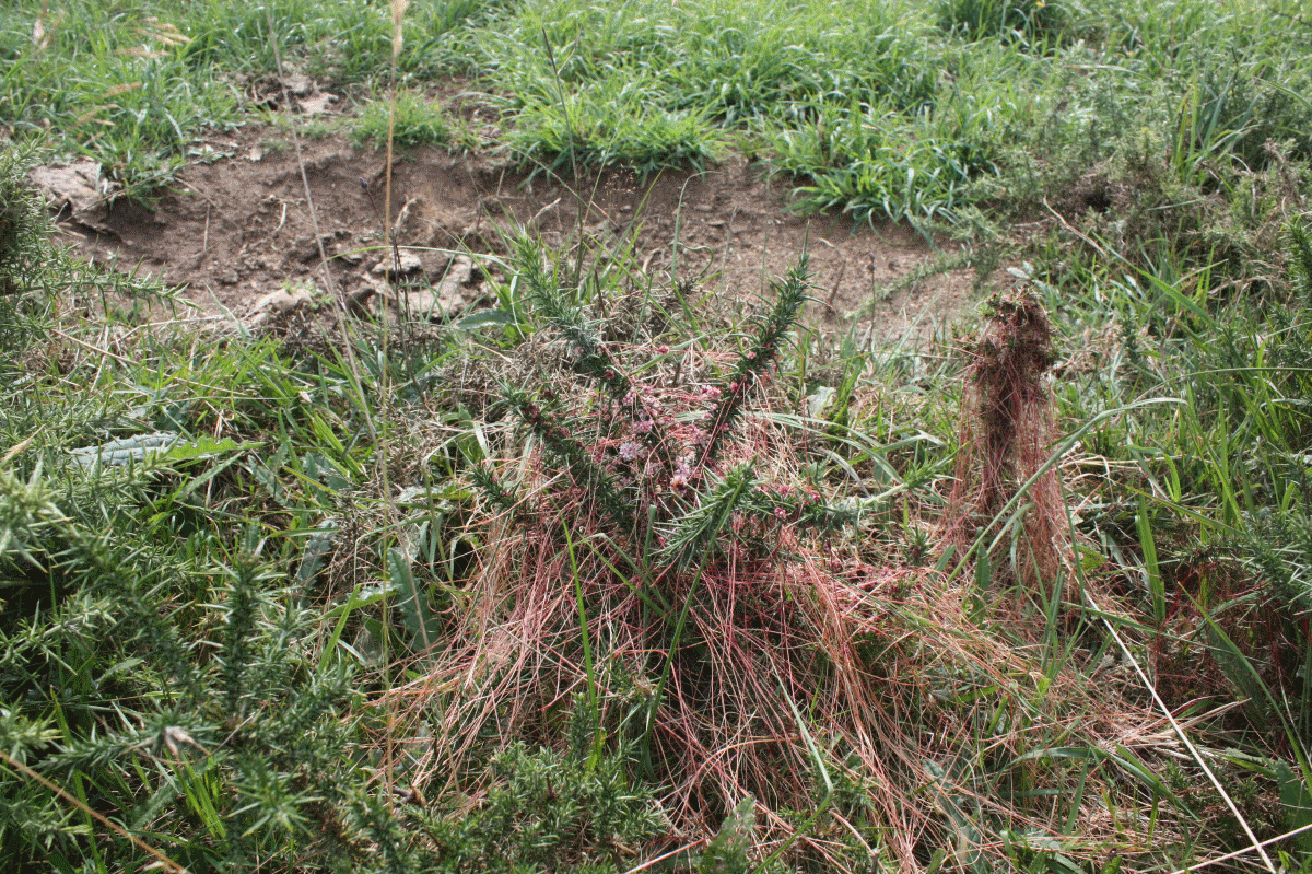 Annexe cuscute_ajonc_mer.png