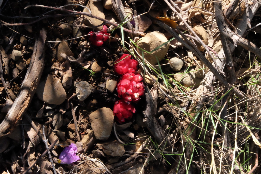 Annexe 3D5E8DDB-61CA-4C44-852E-50D6BA629CC8_1_105_c.jpeg