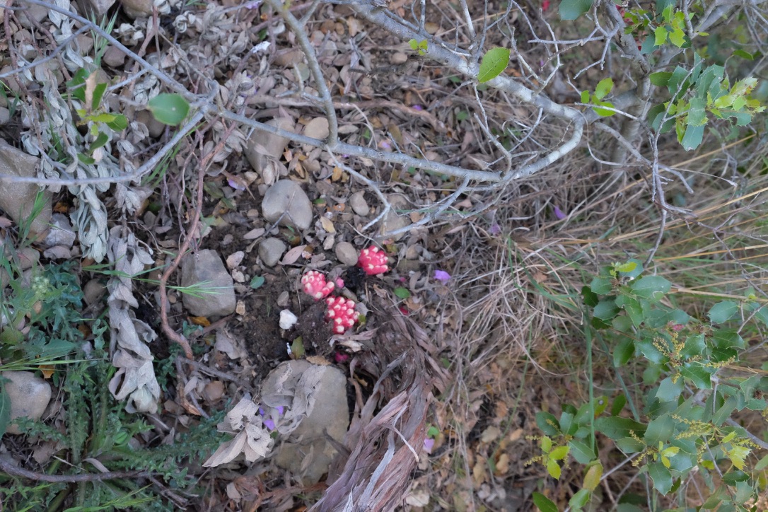 Annexe B7C5156B-611C-456C-8757-724A4D9467E2_1_105_c.jpeg