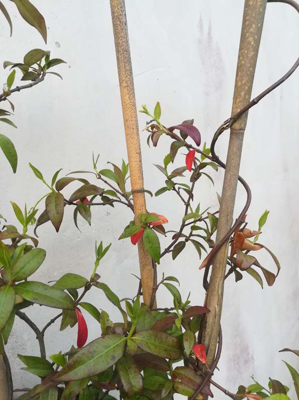 Annexe jasmin_étoilé.jpg