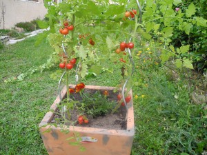 Annexe tomatobasil.jpg