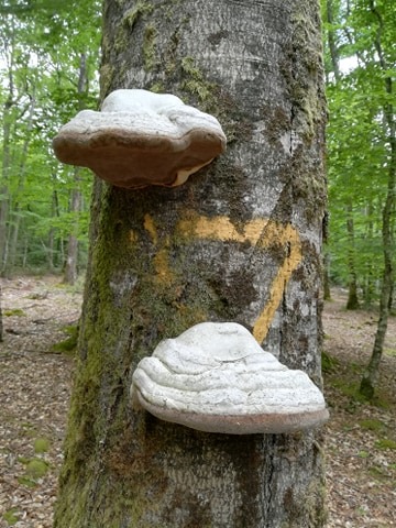 Annexe 93794001_248372852879650_5185905978918305792_n.jpg