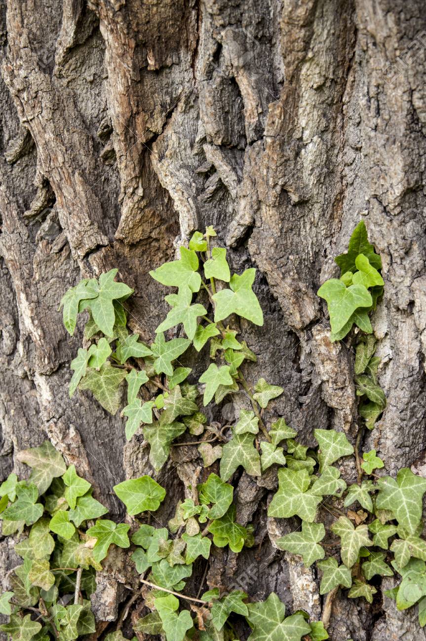 Annexe lierre-sur-écorce-de-chêne.jpg