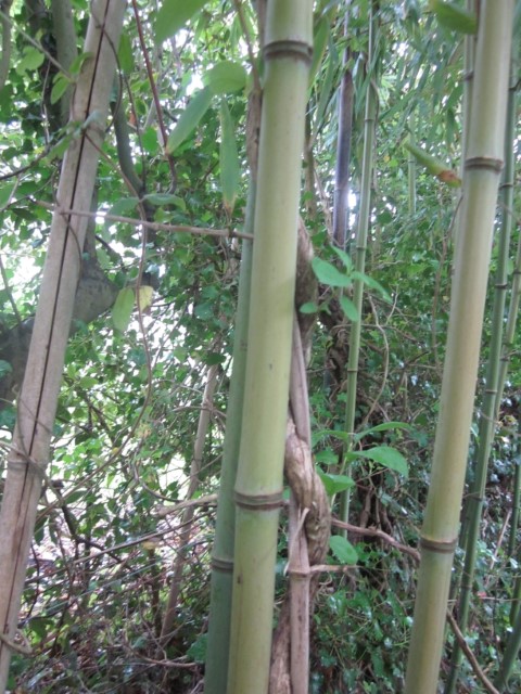 Annexe chevrefeuille et bambou.JPG