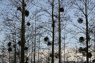 Annexe gui sur peupliers.jpg