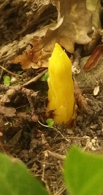 Annexe Orobanche_hederae_jeune.jpg