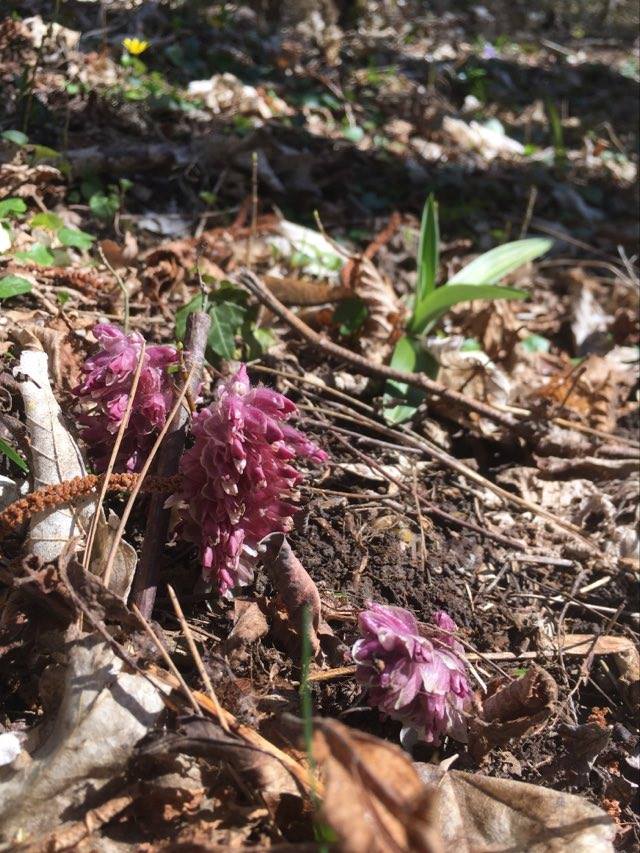 Annexe 93852216_2872839722753682_4472123233692286976_n.jpg