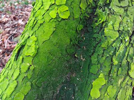 Annexe Capture d’écran 2020-04-21 à 12.18.44.png