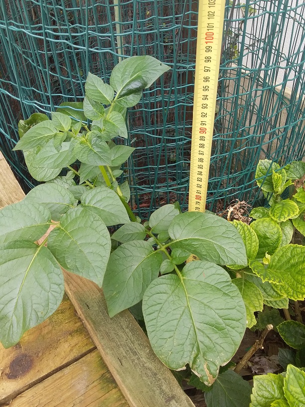 Annexe 20200421_120558 reduit.jpg