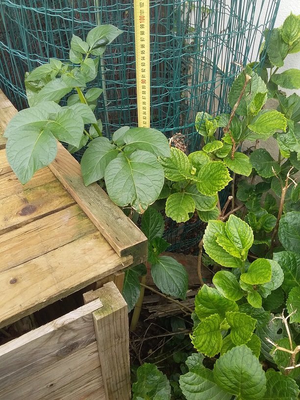 Annexe 20200421_120643 reduit.jpg