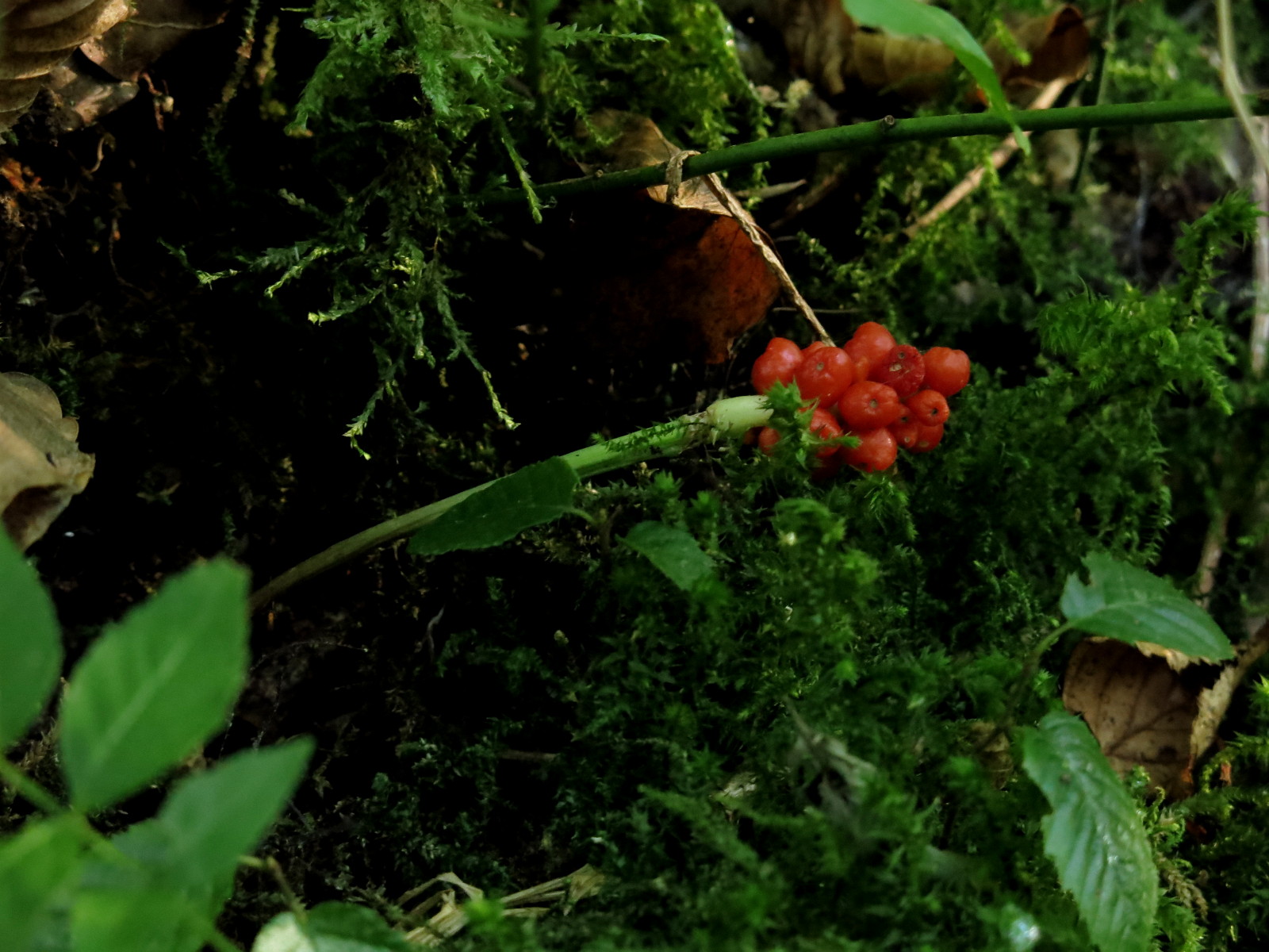 Annexe Calla palustris_R01-170807 002.JPG