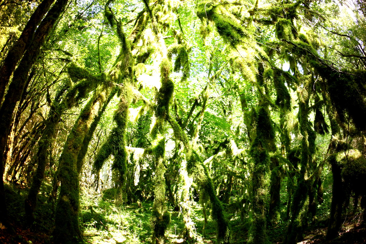 Annexe Foret des zombies_R04-170807 005.JPG