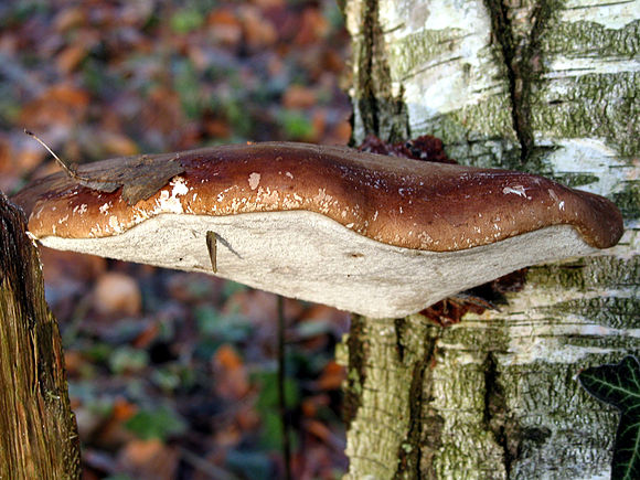 Annexe 580px-Piptoporus_betulinus_JPG2.jpg