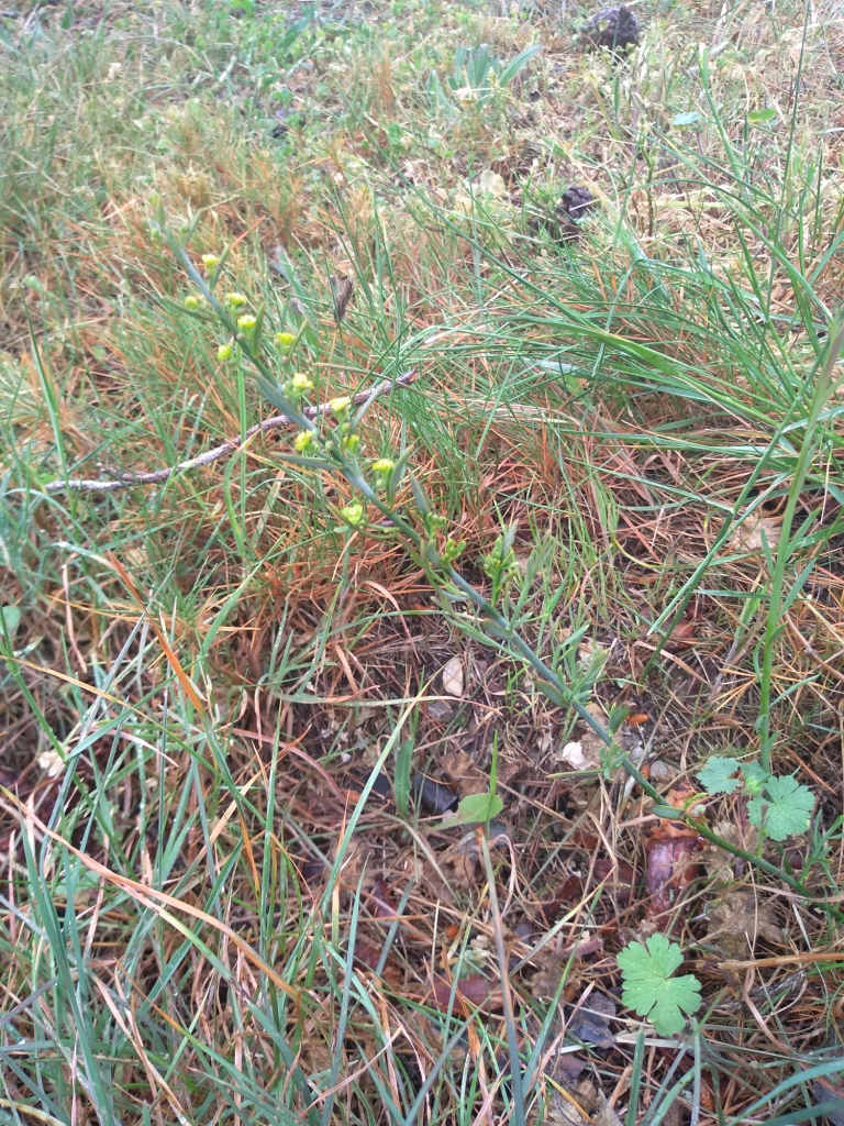 Annexe IMG_20200420_111834.jpg