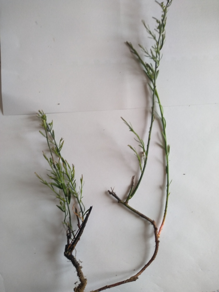 Annexe IMG_20200420_112201.jpg