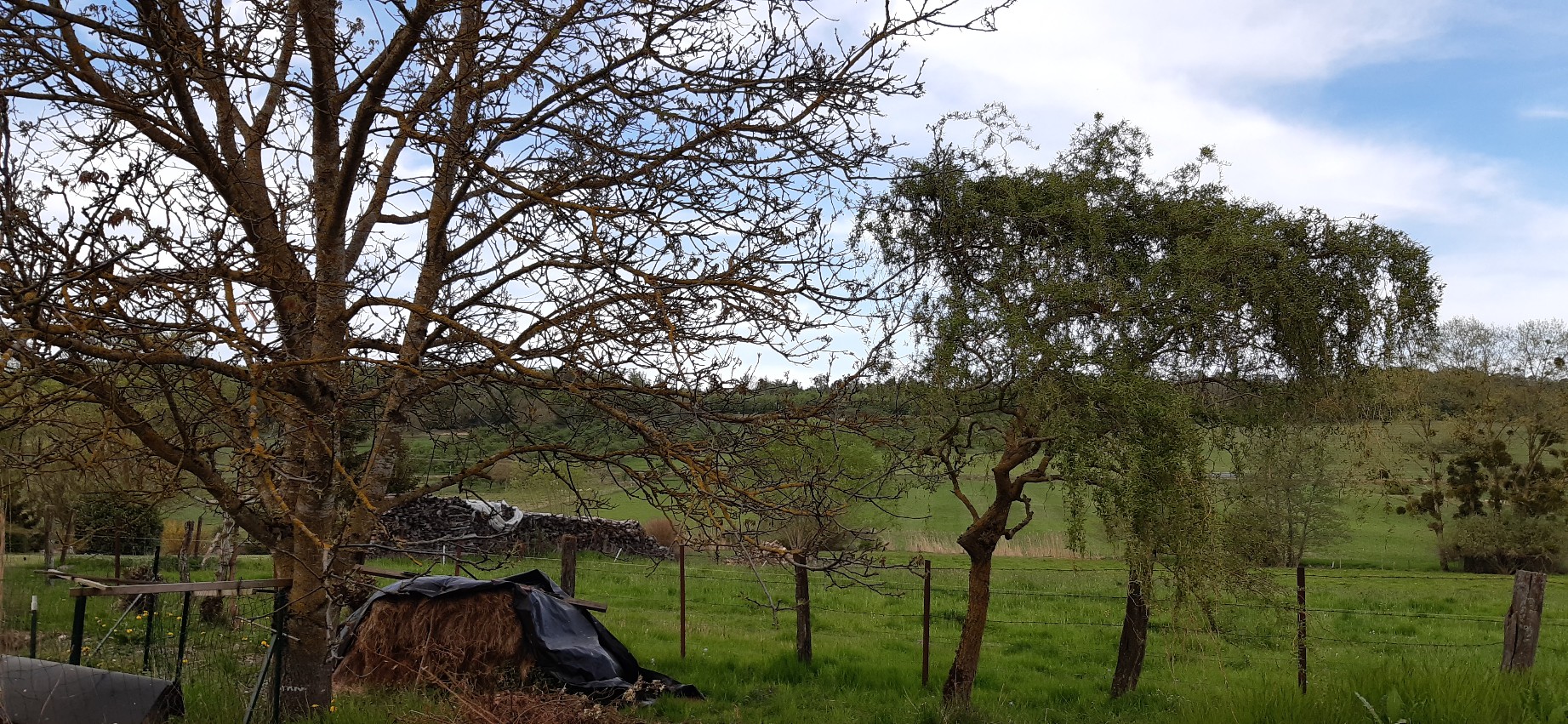 Annexe Saule et noyer.heic