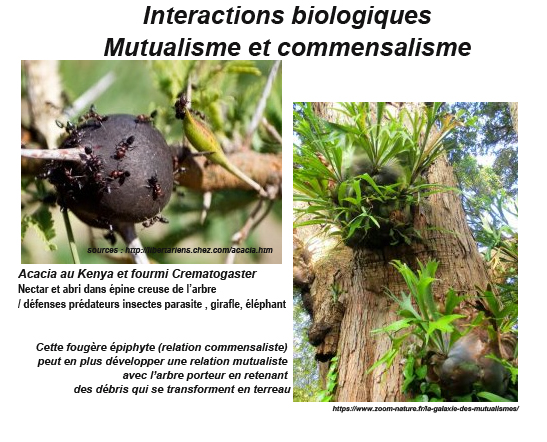 Annexe interaction biologique mutualisme commensalisme.jpg