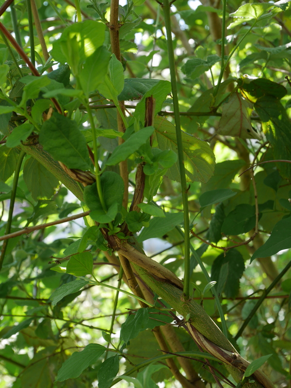 Annexe P1030671_r.jpg