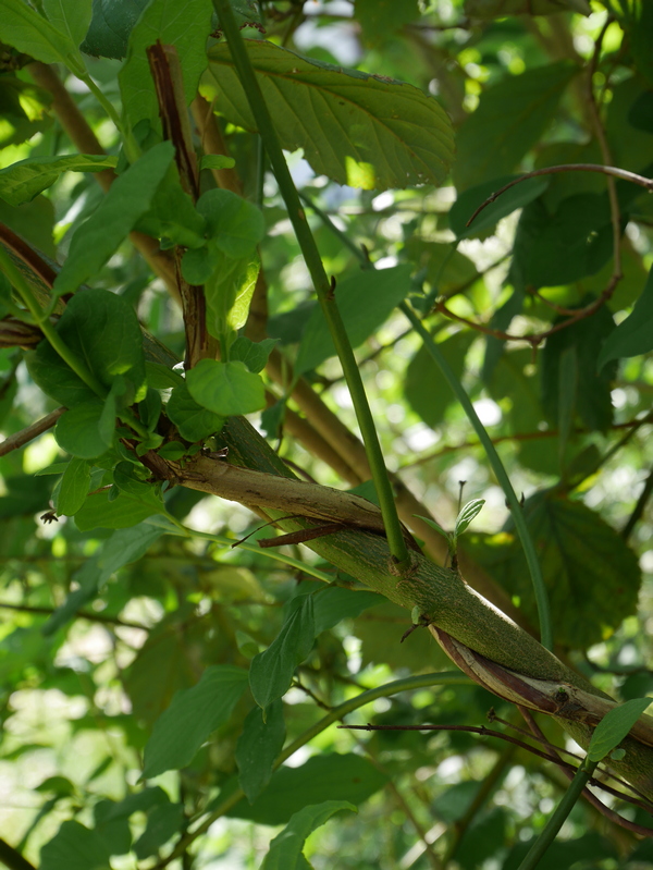 Annexe P1030673_r.jpg