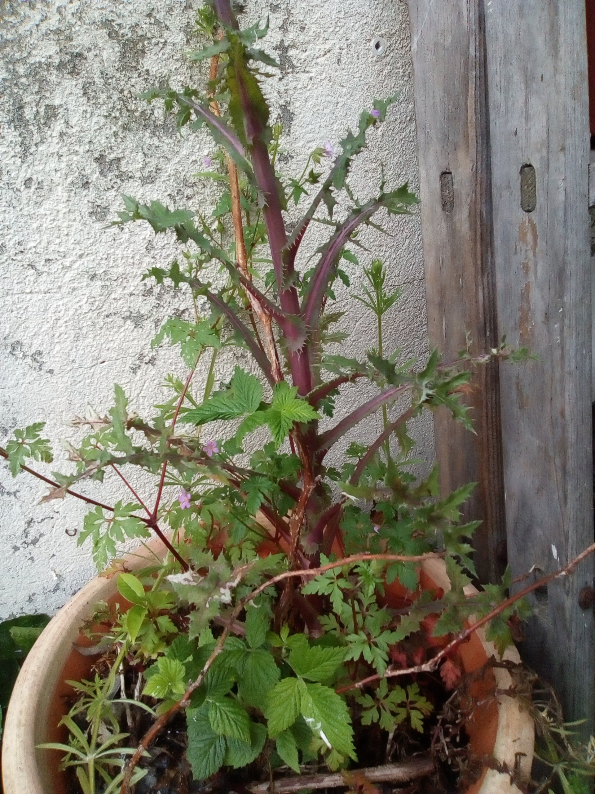 Annexe Activité interaction entre les plantes (1)-min.jpg