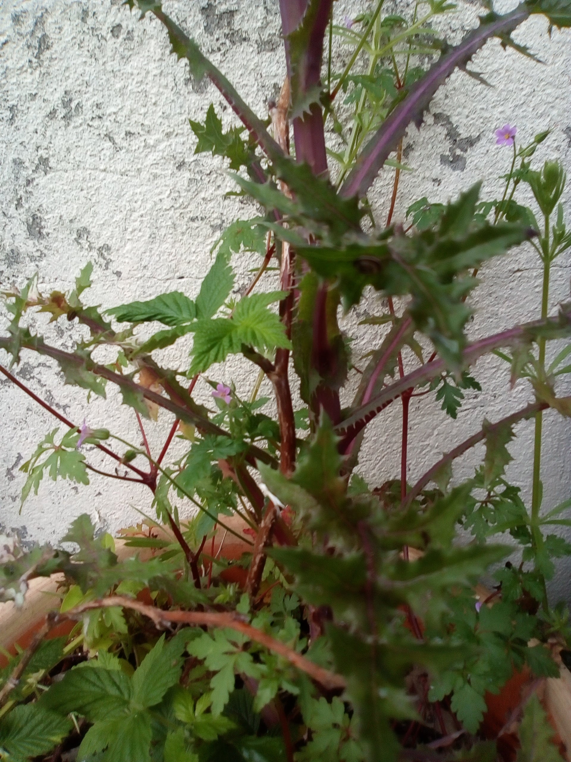 Annexe Activité interaction entre les plantes (2)-min.jpg