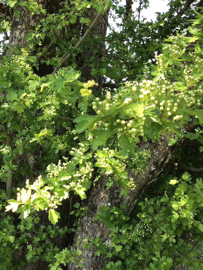 Annexe Aubepine_fleurs.JPG