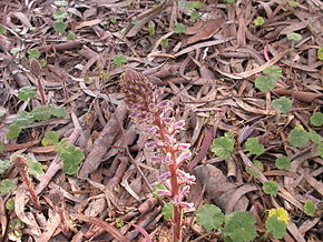 Annexe 290px-Orobanche_minor_1.jpg