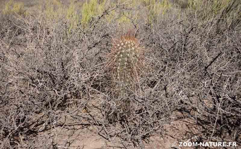 Annexe cacfac-bebenurse.jpg