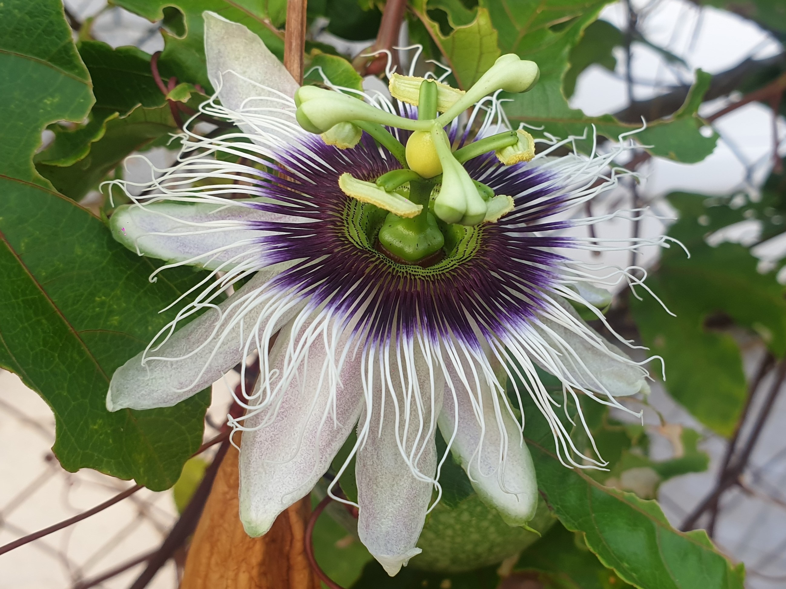 Annexe Fleur passion 1 (2).jpg