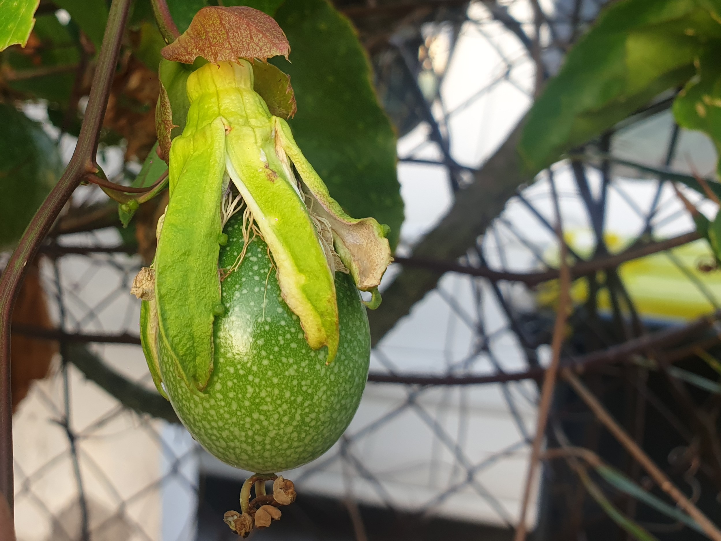 Annexe Fruit passion.jpg