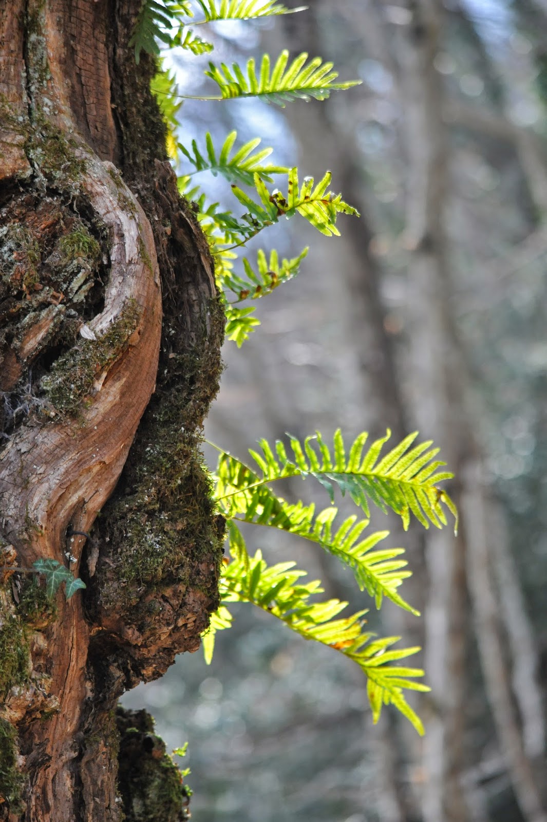 Annexe arbre tronc fougères.jpg