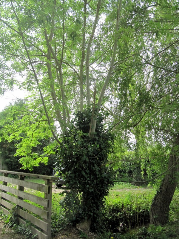 Annexe IMG_6673-002.JPG