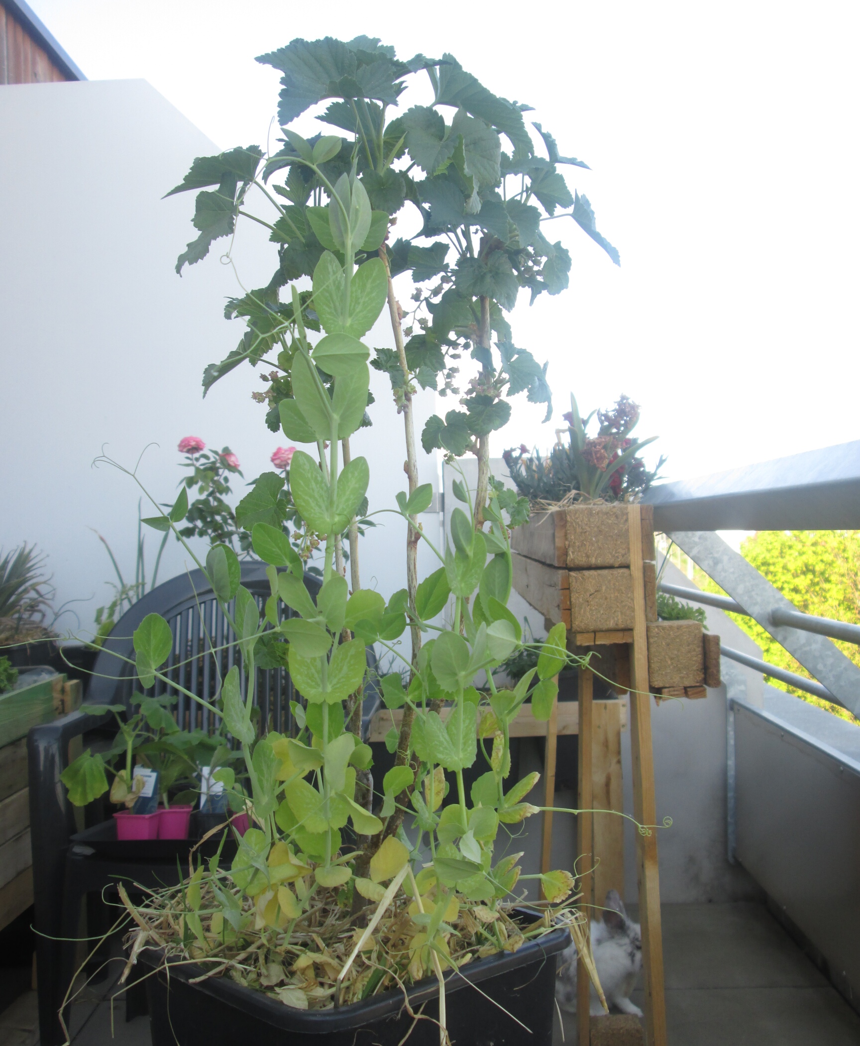 Annexe IMG_20200423_093607.jpg